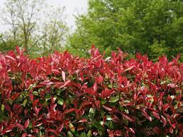 Drought tolerant hedge plants australia. 13 Of The Best Privacy Plants In Australia
