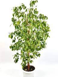 Ficus plants are sensitive to being moved. Ficus Tree Leaves Falling Off Why Is My Ficus Losing Leaves