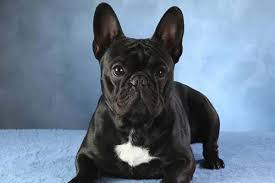 Don't make your dog eat too quickly or else it will lead to obesity. 6 Most Common Skin Problems For French Bulldogs Anything French Bulldog