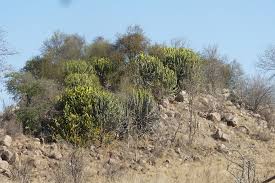 Image result for Agelanthus igneus