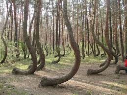  La for�t Crooked en Pologne  un myst�re de la nature 