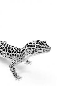 Black And White Leopard Gecko Drawing Lizard Leopard Gecko Gecko Cute Gecko