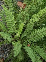 Image result for Cheilanthes