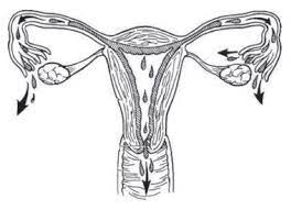 Ectopically located endometrial tissue consisting of both endometrial type glands and stroma. Qu Est Ce Que L Endometriose Association Endofrance