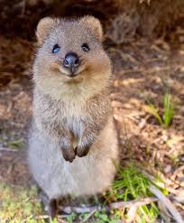 Tumblr Is A Place To Express Yourself Discover Yourself And Bond Over The Stuff You Love It S Where Your Interests In 2020 Cute Animals Cool Pets Cute Funny Animals