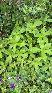 Image result for Geranium ocellatum