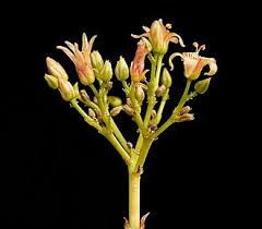 Image result for Jatropha botswanica