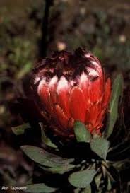 Image result for Protea angolensis
