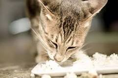 Image result