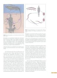 Per definition ist parasitismus, wo der parasit in (oder auf) einem wirt lebt und den wirt schädigt. Https Www Zobodat At Pdf Denisia 0006 0013 0032 Pdf