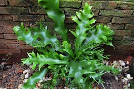 Image result for Microsorum punctatum