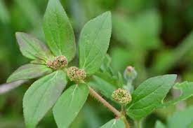 We did not find results for: Dianggap Sebagai Tanaman Pengganggu Daun Patikan Kebo Ternyata Punya Banyak Manfaat Semua Halaman National Geographic