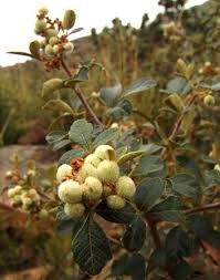 Image result for Searsia tomentosa