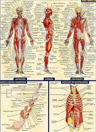 Anatomyzone is the leading resource for simple and concise 3d anatomy tutorials, with over 200 videos and a new range of interactive 3d anatomy models. 59868 Human Anatomy System Body Organs Medical Wall Print Poster Plakat Eur 8 95 Picclick De