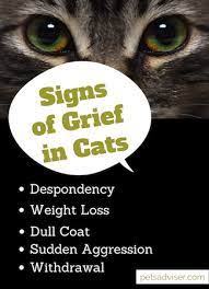 Yes Cats Do Grieve When Another Cat Dies
