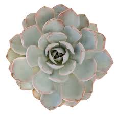 Image result for Senecio subsessilis