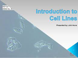 This category has animals related powerpoint templates and subcategories for dog, cat, birds, monkey, wolf, worm, etc. Cell Lines