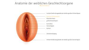 Auch der fettgewebeanteil der haut sinkt. Schamlippenkorrekturen Qunomedical