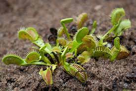 Aeration is important with venus flytraps and the silica sand really helps with creating a drainage and a healthy root system. Venus Flytrap San Diego Zoo Animals Plants
