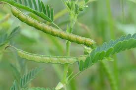Image result for Aeschynomene indica