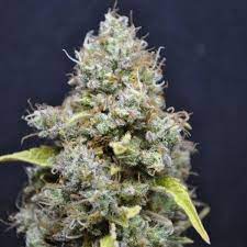 Cbd skunk haze has an even split of 7.5% thc and 7.5% cbd. Cbd Skunk Haze Sorteninformationen Cannaconnection Com
