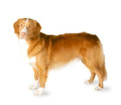 Image result for nova scotia duck tolling retrívr