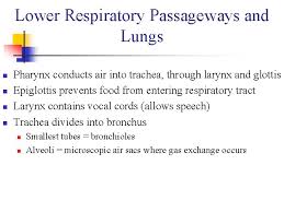 Respiratory System Respiratory System N Main Functions N