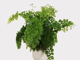 Image result for Adiantaceae