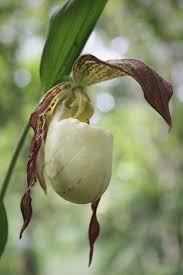 Jan 21, 2017 · how to use flowers in the vegetable garden. Cypripedium Kentuckiense Vegetable Garden For Beginners Indoor Flowering Plants Orchids