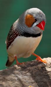 pin on birdsãƒŸ i å½¡view pinterest