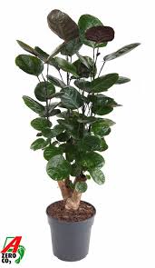 Image result for Polyscias