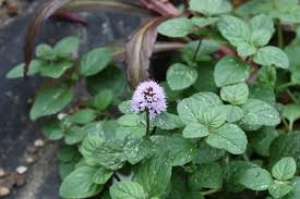 Image result for Mentha aquatica