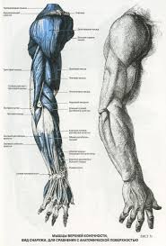 Emi Adli Kullanicinin Drawings Panosundaki Pin Sanatsal Anatomi Eskiz Anatomi Cizimi