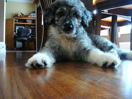 Opening your heart and home to a crossbreed is like opening a beautifully wrapped package on your birthday: Aussiedoodle Shep When He Was A Baby Aussiedoodle Puppies For Sale Pooch