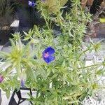 Image result for Lysimachia monelli