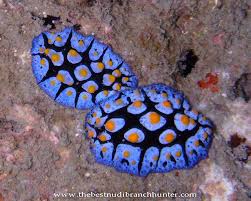 Image result for Phyllorachis