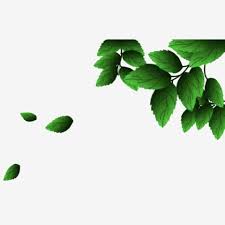 Jpg to png converter tool what is a jpg to png converter? Green Leaves Png Material Fresh Transparent Background Green Leaves Png Material Fresh Png Transparent Clipart Image And Psd File For Free Download Spring Flowers Background Green Leaf Background Leaf Clipart