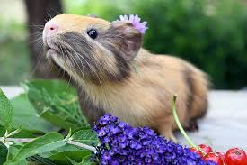 Check spelling or type a new query. 10 Common Causes For Guinea Pig Hair Loss And Treatment