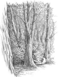 Daydream Jpg 786 1023 Forest Sketch Pond Drawing Pencil Drawings Of Animals