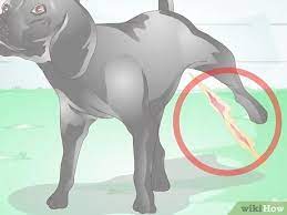 Een Urineweginfectie Bij Honden Voorkomen 10 Stappen Met Afbeeldingen Wikihow