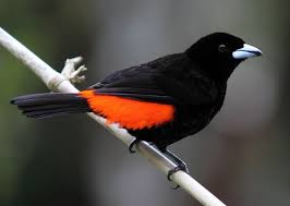 Birds Of A Feather Song Passerini S Tanager Photo Via Birds For Beer Song Good Halloween Colors Pet Birds Bird Feathers Birds
