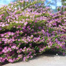 Image result for Cuphea