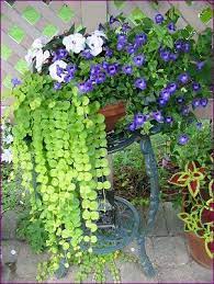 Des jardinières d'extérieure, pour embellir votre vie et celle des passants dans la rue avec des végétaux cultivées à côté de chez vous par nos producteurs. Mon Jardin Fleuri Mes Potees Fleuries Plante Pour Jardiniere Fleur Jardiniere Jardinage En Pots