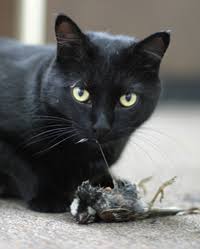 They are one of the most popular pets in the world. Are Bones Safe For Dogs And Cats To Eat