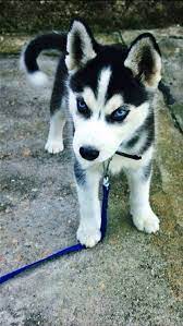For Sale Text 309 306 1329 Or Check Website Https Puresiberianhusky Com Cute Husky Puppies Husky Puppy Cute Husky