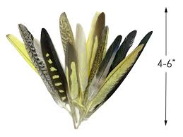 Cockatiel Has Bloody Feathers | Talk Cockatiels Forum