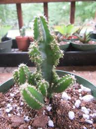 Image result for Coleus tetragonus