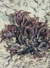 Image result for Thalassodendron ciliatum