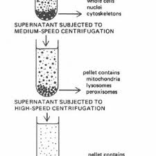 1 Schematic Separation Of Organelles By Differential