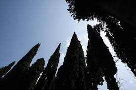 4,708 likes · 50 talking about this. Ciprus Mediterran Ciprus Cupressus Sempervirens Oszlopos Ciprus Valodi Ciprus Olasz Ciprus Gyasz Ciprus Hangulat Hattervilagitas Kontraszt Fa Pikist